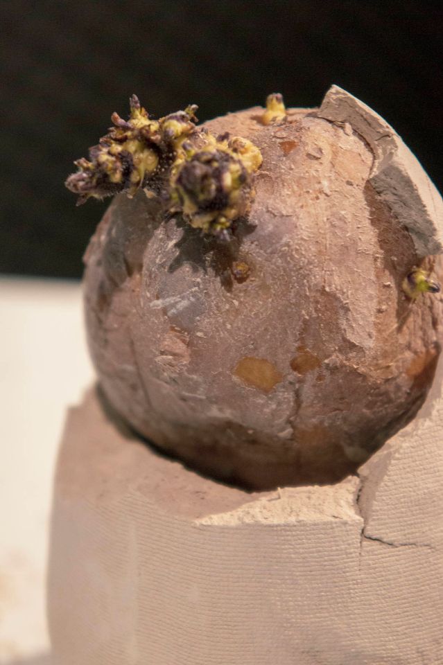 shell ending (detail)