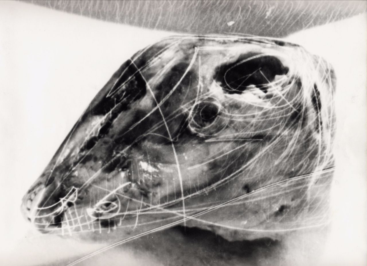 Black & White Argentic Picture