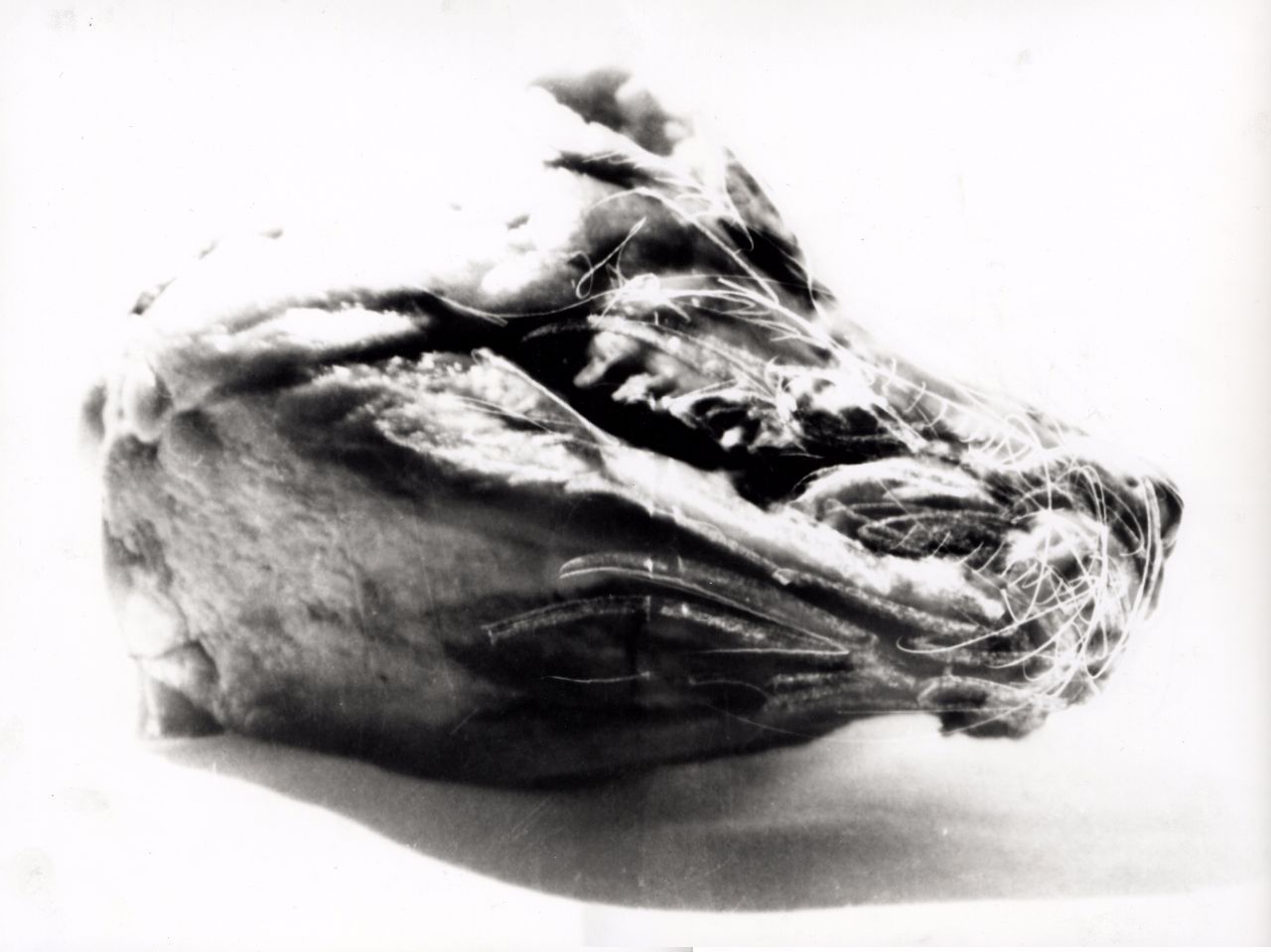 Black & White Argentic Picture
