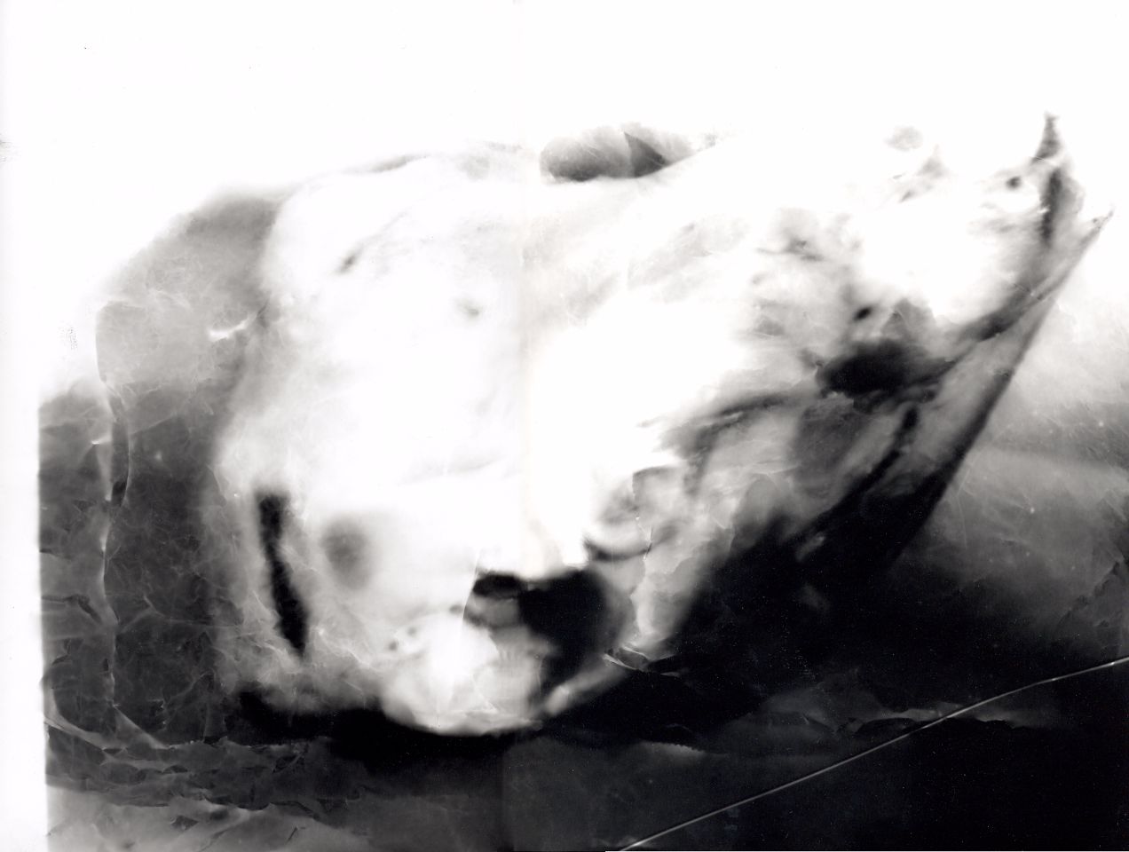 Black & White Argentic Picture