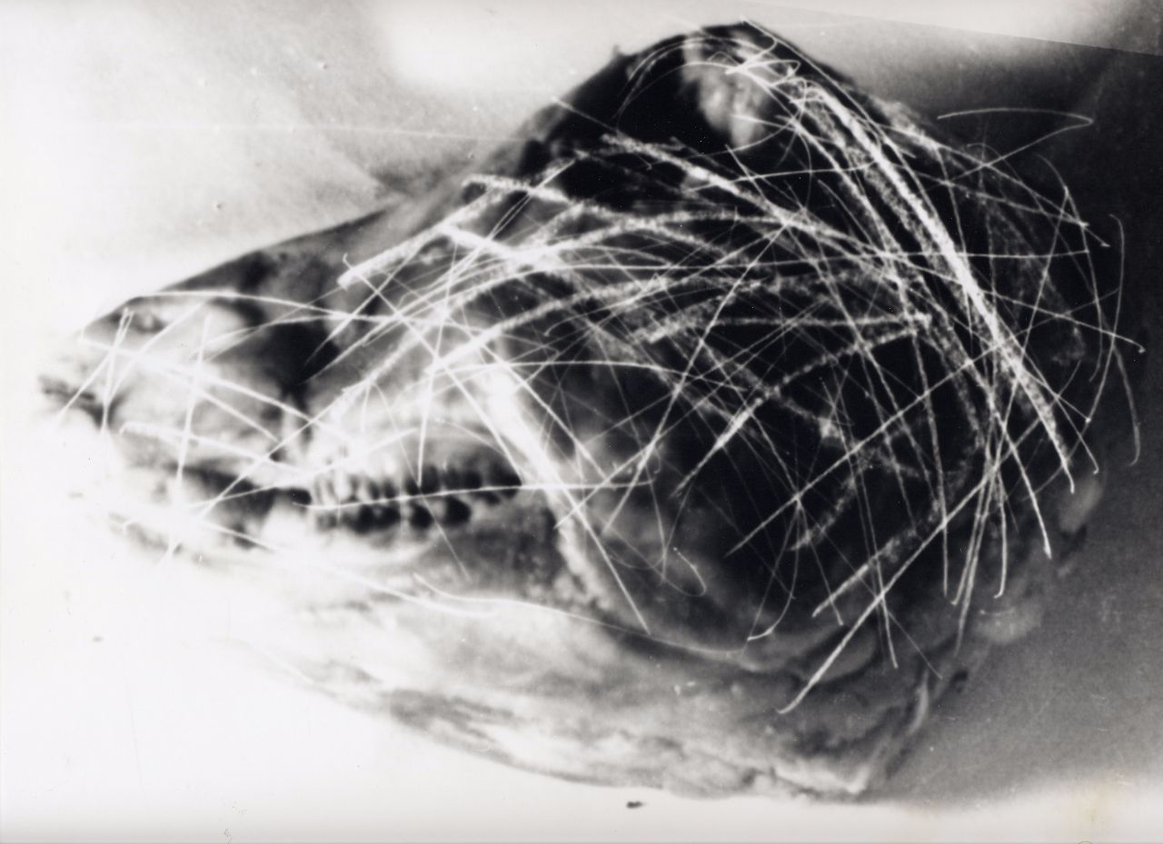 Black & White Argentic Picture